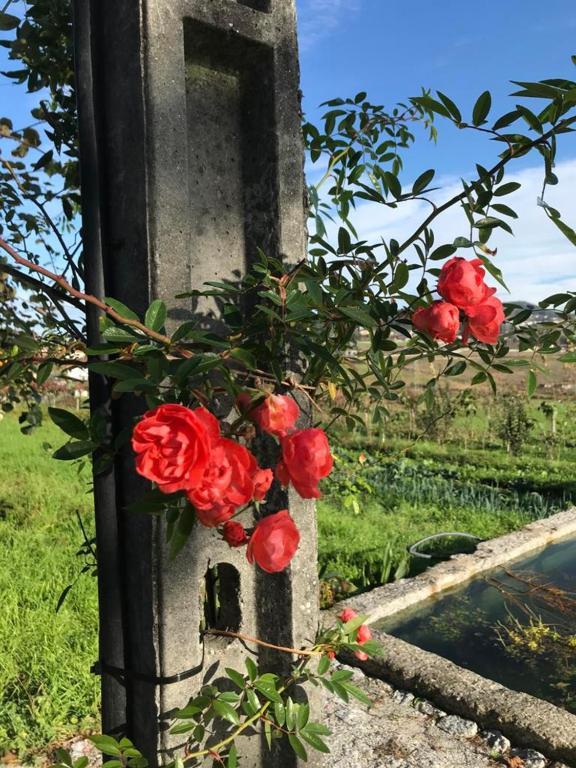 Quinta Do Pinheiro Villa Guimaraes Bagian luar foto